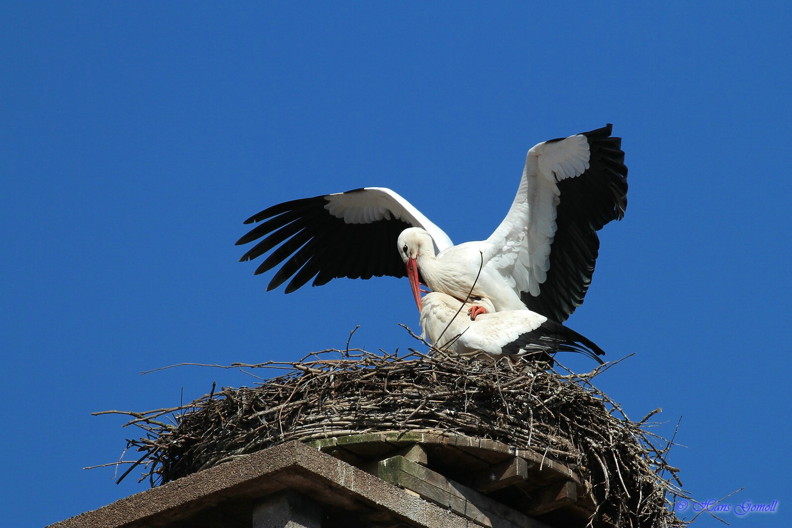 Weißstorch (Ciconia ciconia)