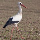 Weißstorch (Ciconia ciconia)