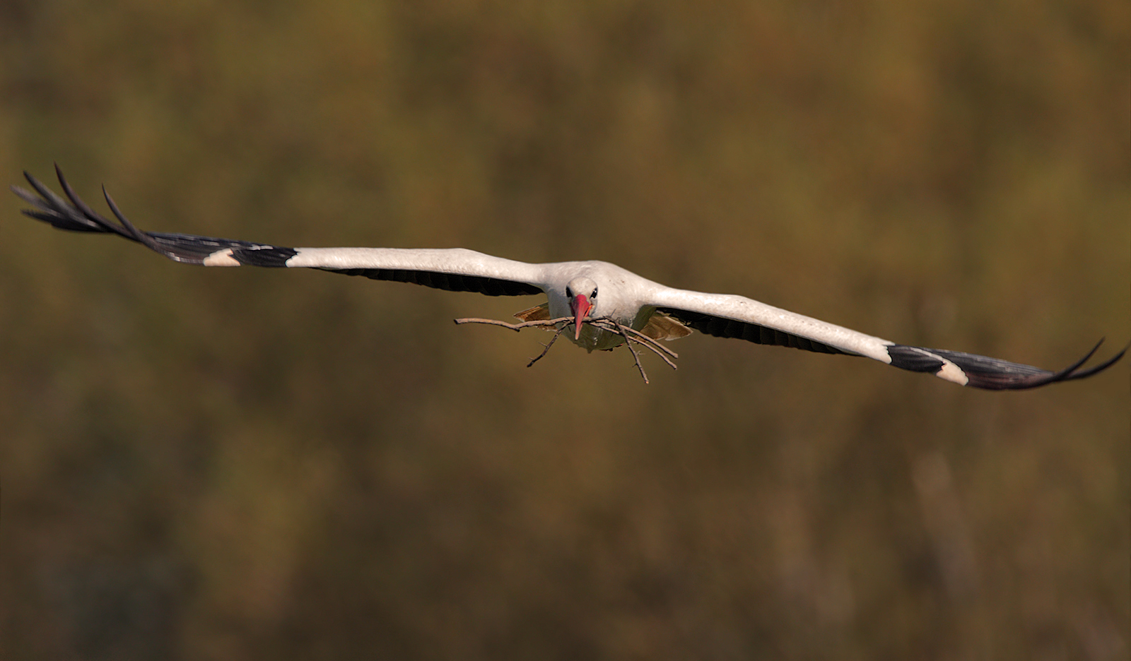 Weißstorch (Ciconia ciconia)