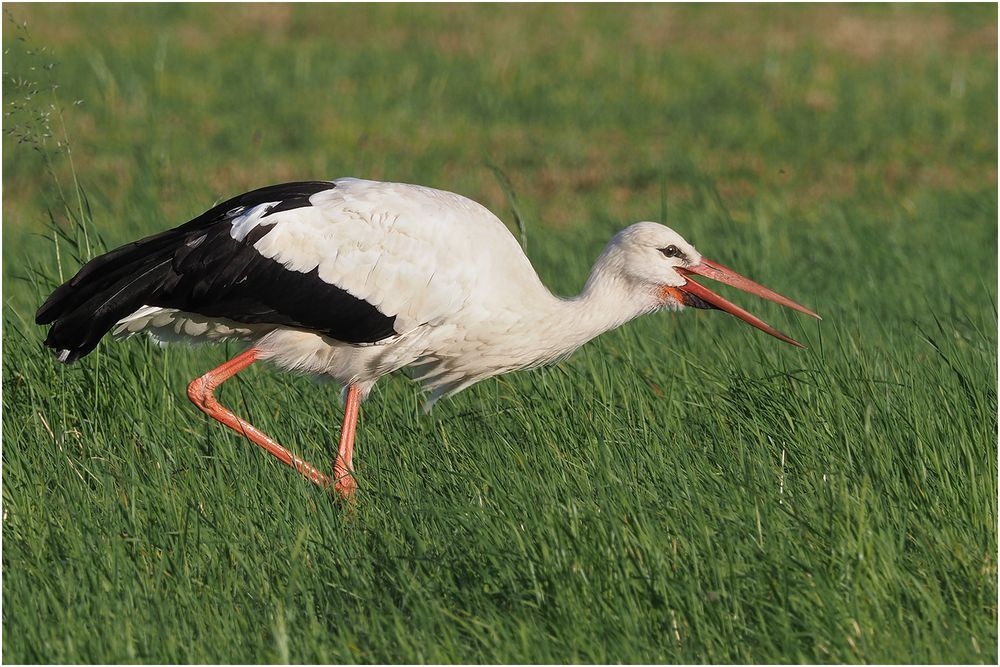 Weißstorch (Ciconia ciconia)