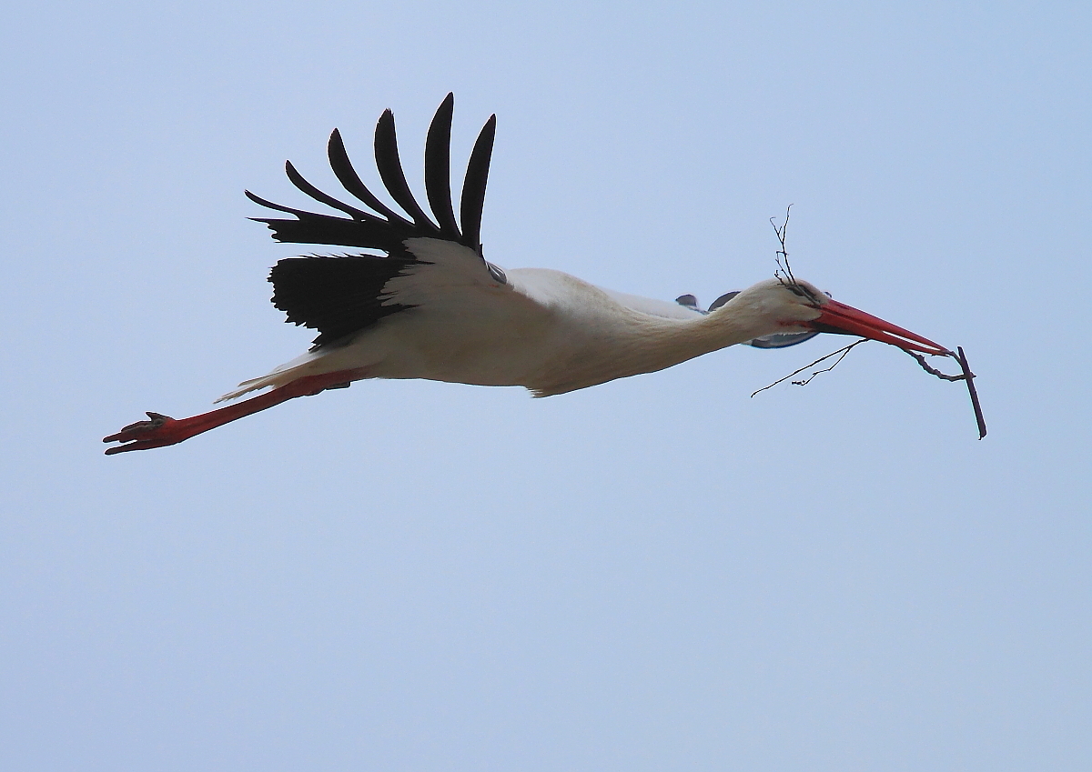 Weißstorch (Ciconia ciconia) 