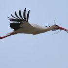 Weißstorch (Ciconia ciconia) 