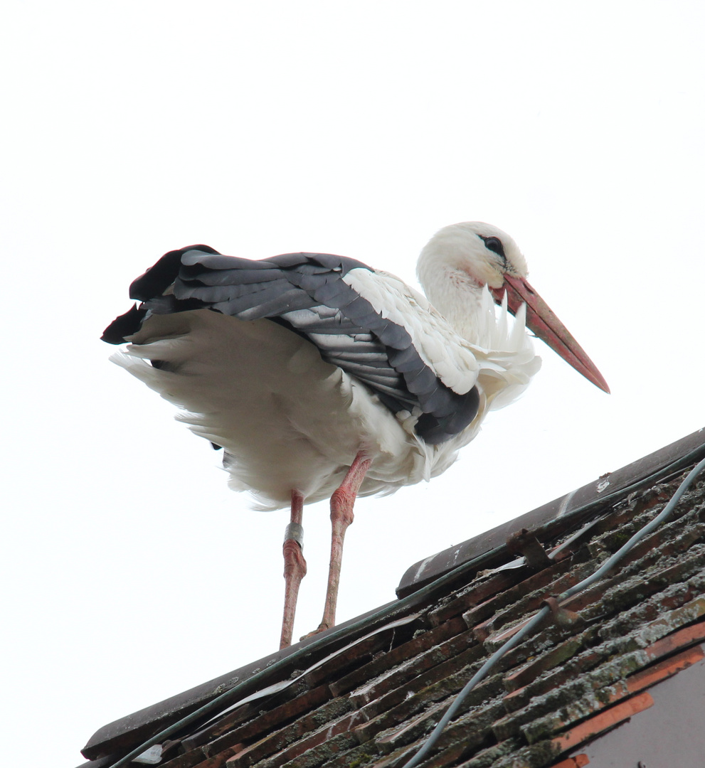 Weissstorch (Ciconia ciconia)