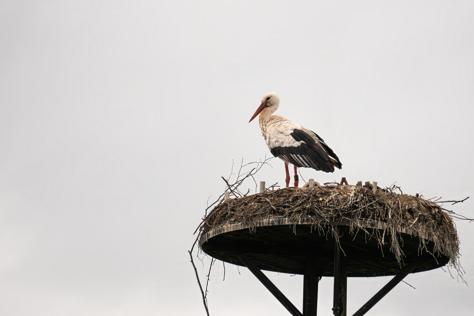 Weißstorch (Ciconia ciconia)