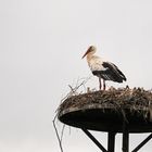 Weißstorch (Ciconia ciconia)