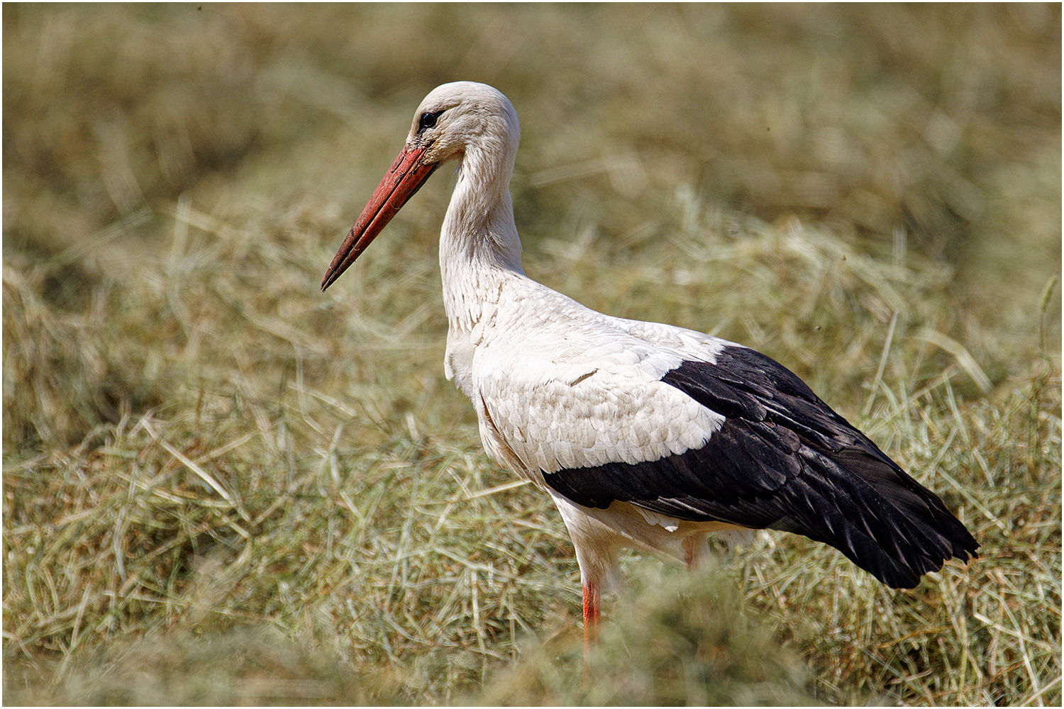 Weißstorch (Ciconia ciconia)