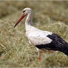 Weißstorch (Ciconia ciconia)