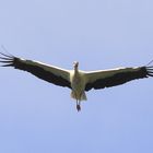 Weißstorch (Ciconia ciconia) 