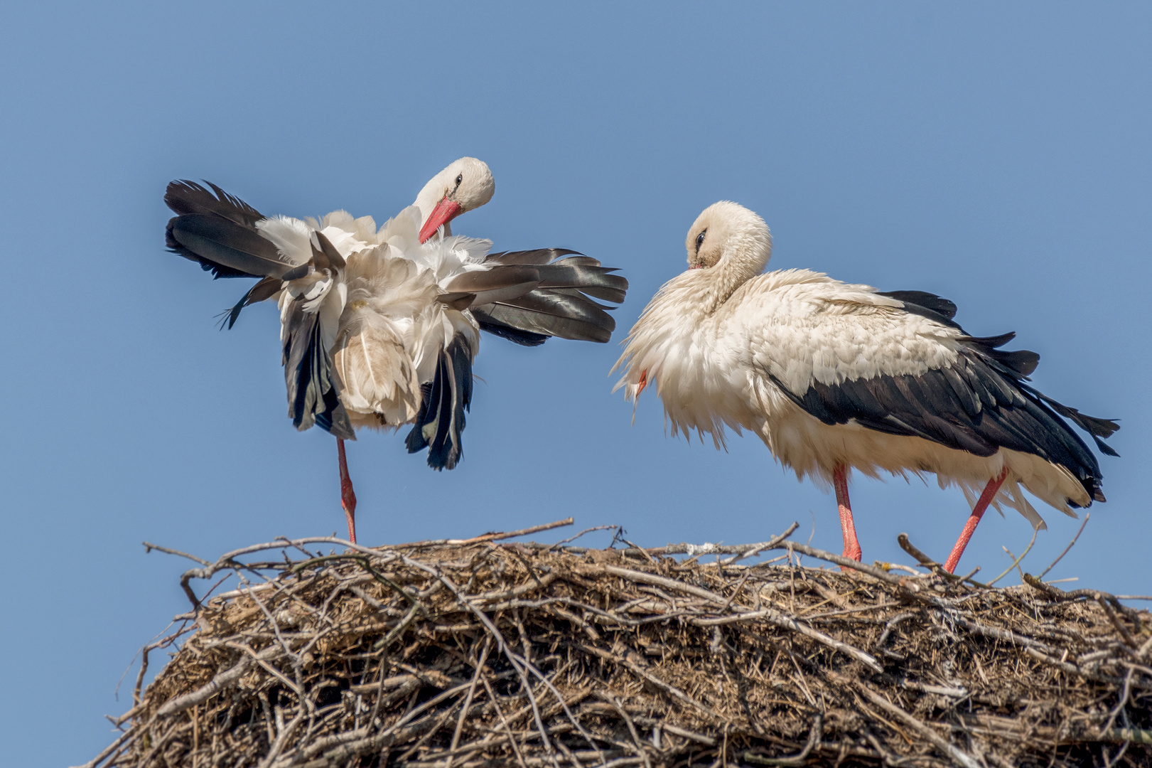 Weißstorch (Ciconia ciconia)