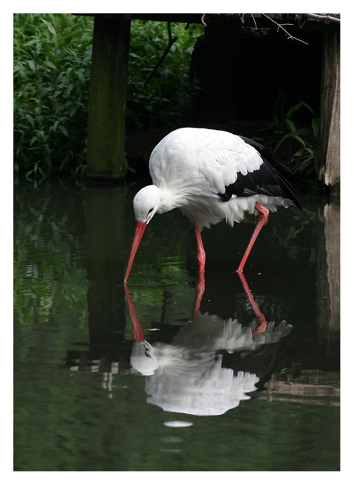 Weißstorch (Ciconia ciconia) von Robert We 