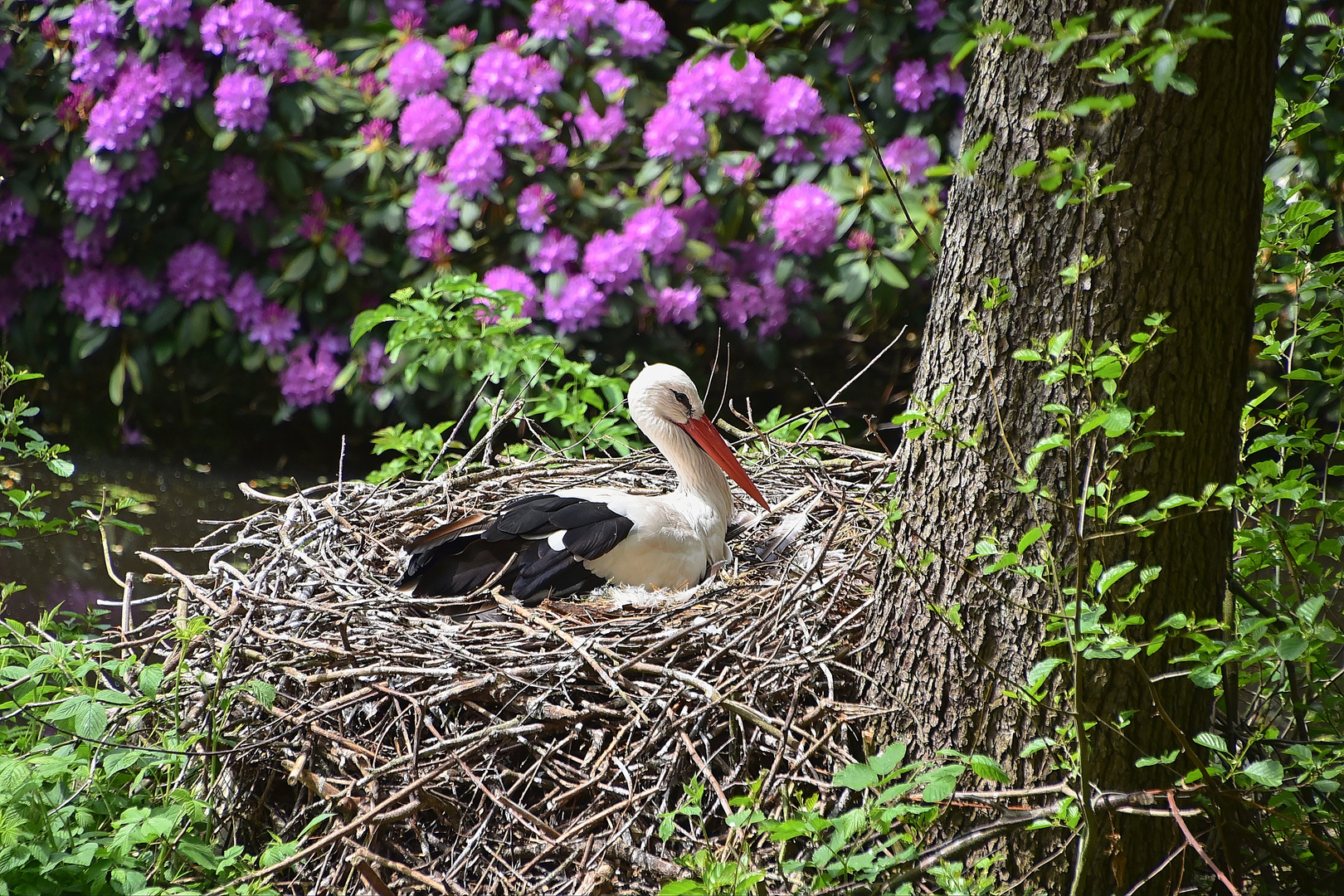 Weißstorch (Ciconia ciconia)