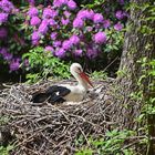 Weißstorch (Ciconia ciconia)