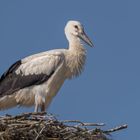 Weißstorch (Ciconia ciconia)