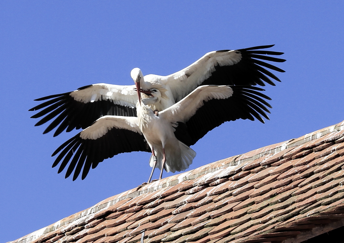 Weißstorch (Ciconia ciconia) 