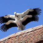 Weißstorch (Ciconia ciconia) 