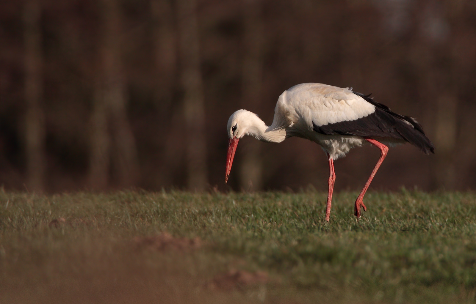 Weißstorch (Ciconia ciconia)