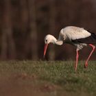 Weißstorch (Ciconia ciconia)