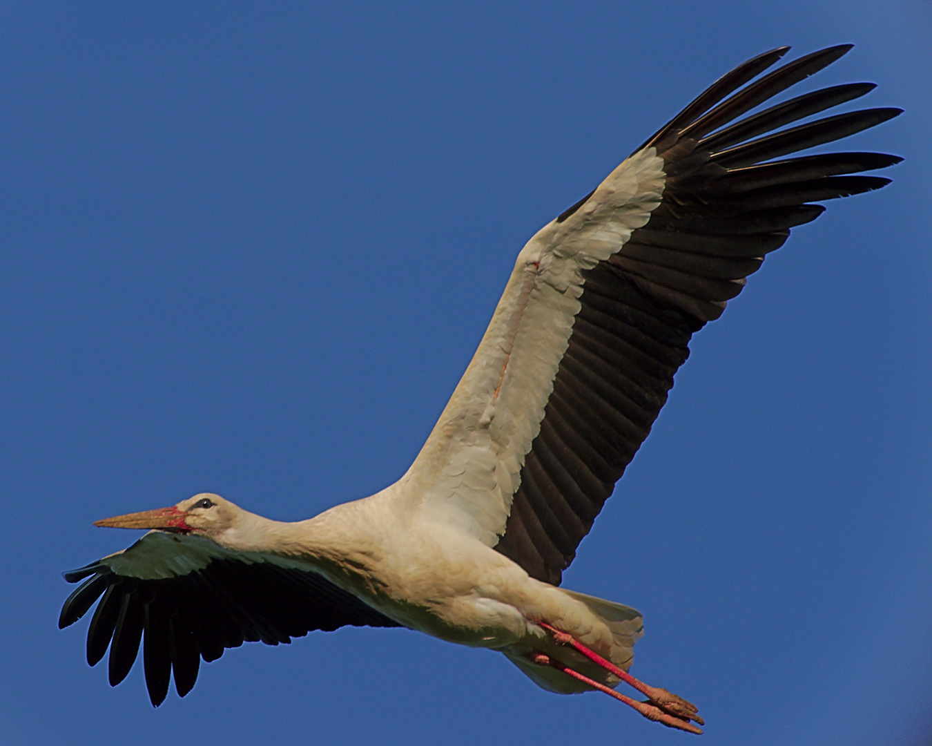 Weißstorch (Ciconia ciconia) 5