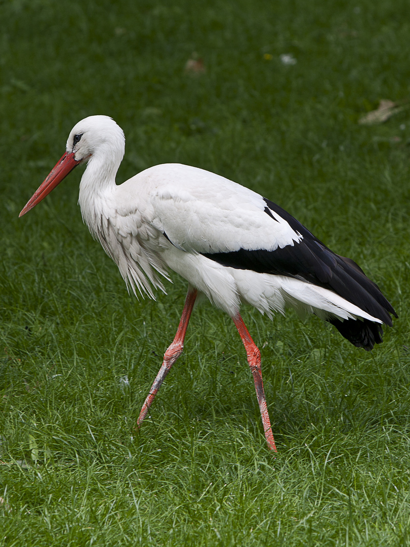 Weißstorch (Ciconia ciconia)