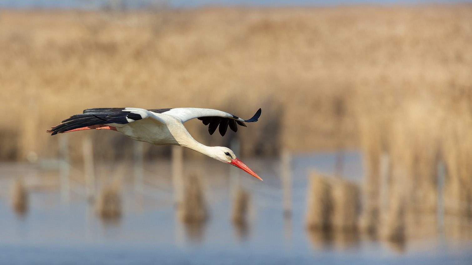 Weißstorch (Ciconia ciconia)