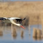 Weißstorch (Ciconia ciconia)