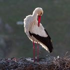 Weißstorch (Ciconia ciconia) 6