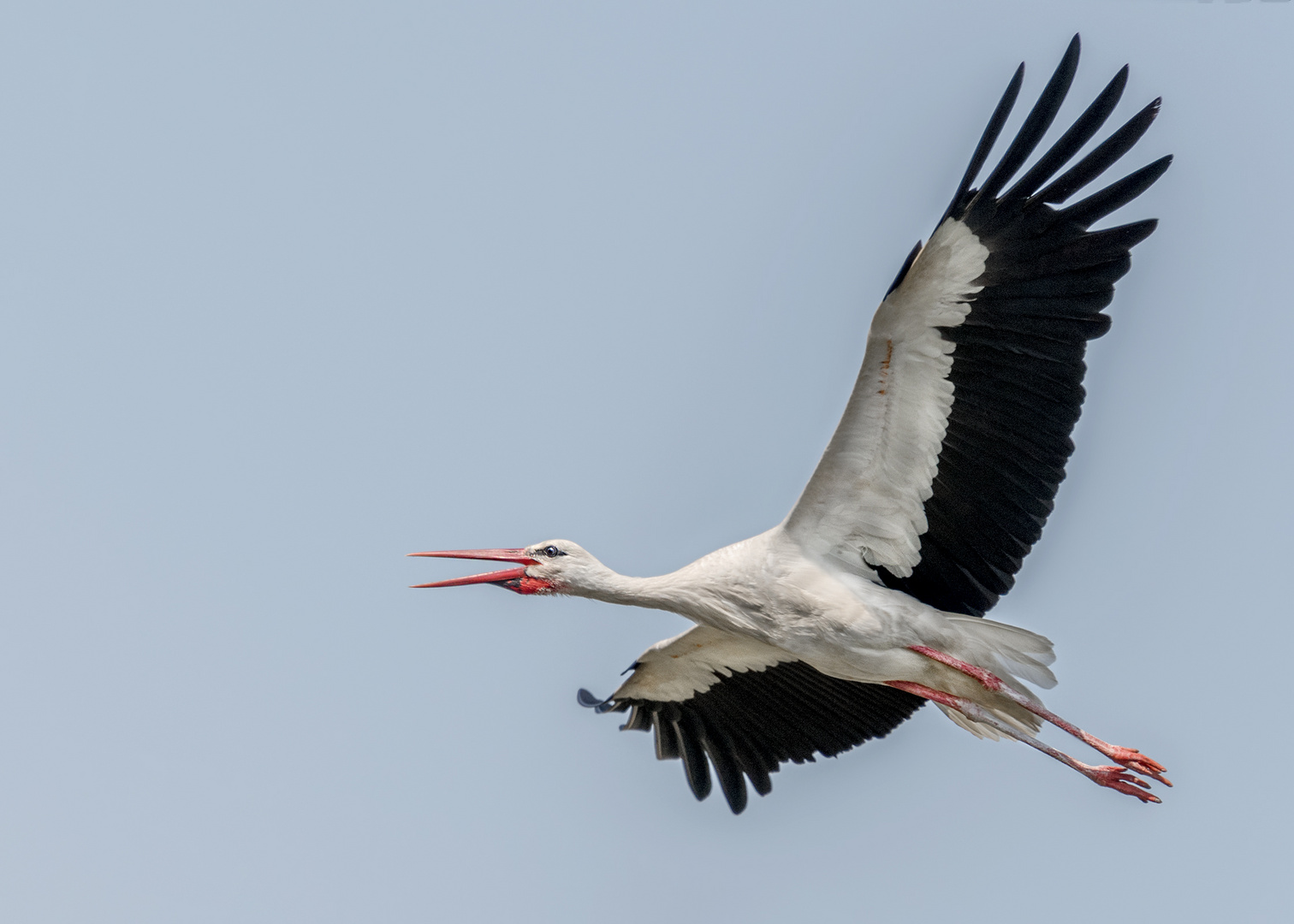 Weißstorch (Ciconia ciconia)