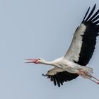 Weißstorch (Ciconia ciconia)