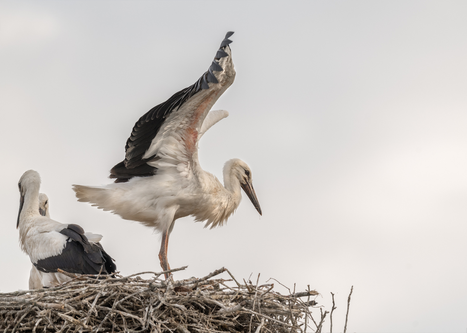 Weißstorch (Ciconia ciconia)