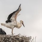 Weißstorch (Ciconia ciconia)