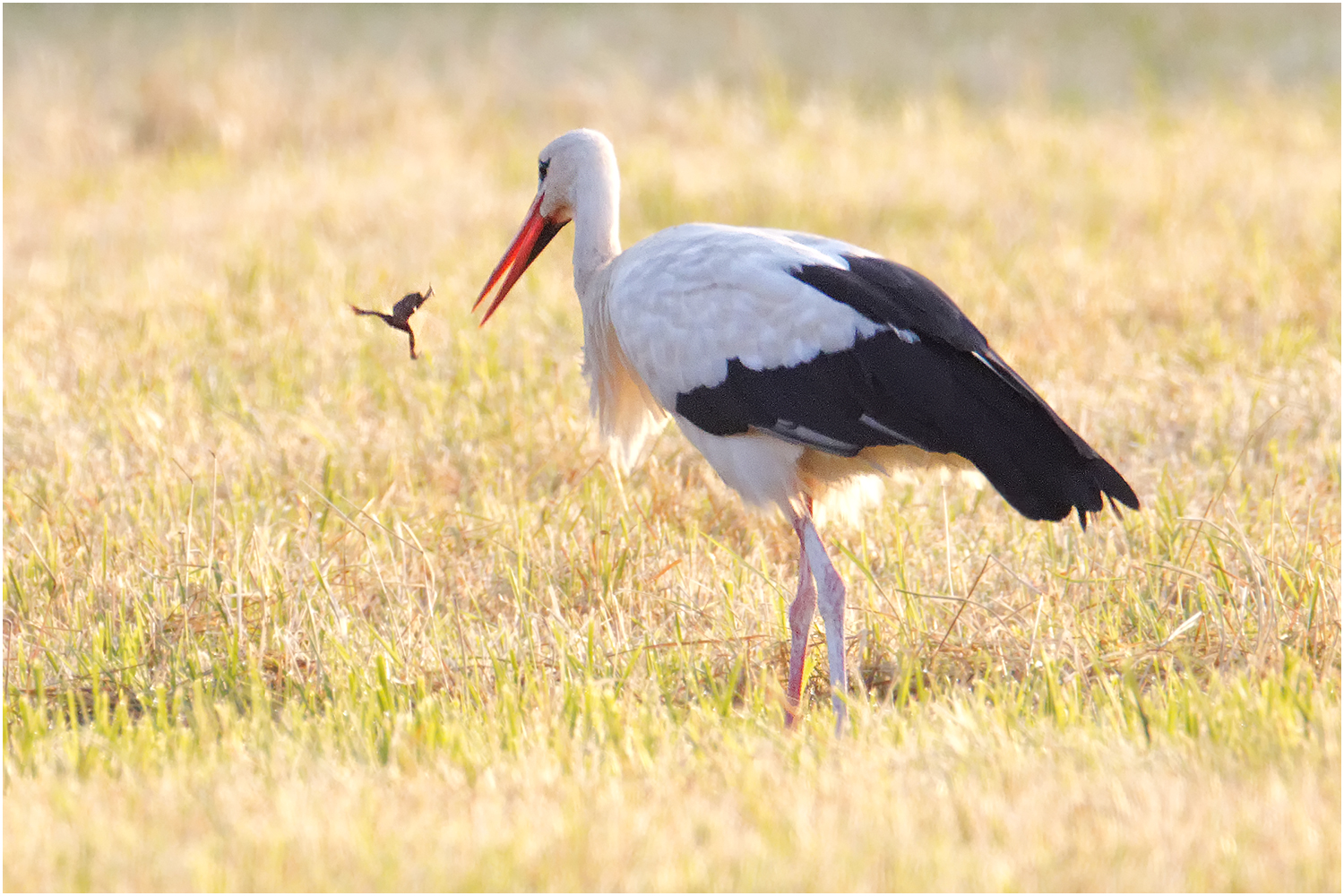 Weißstorch ( Ciconia ciconia)