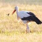 Weißstorch ( Ciconia ciconia)