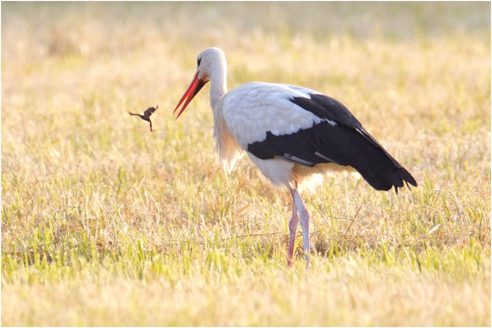 Weißstorch ( Ciconia ciconia)