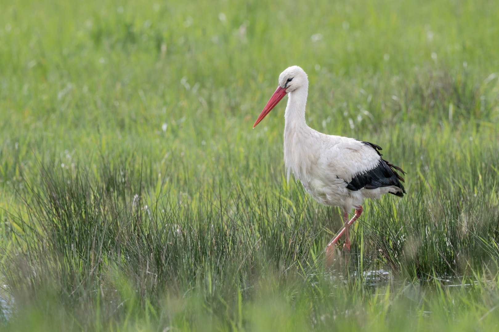  Weißstorch (Ciconia ciconia)