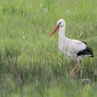  Weißstorch (Ciconia ciconia)