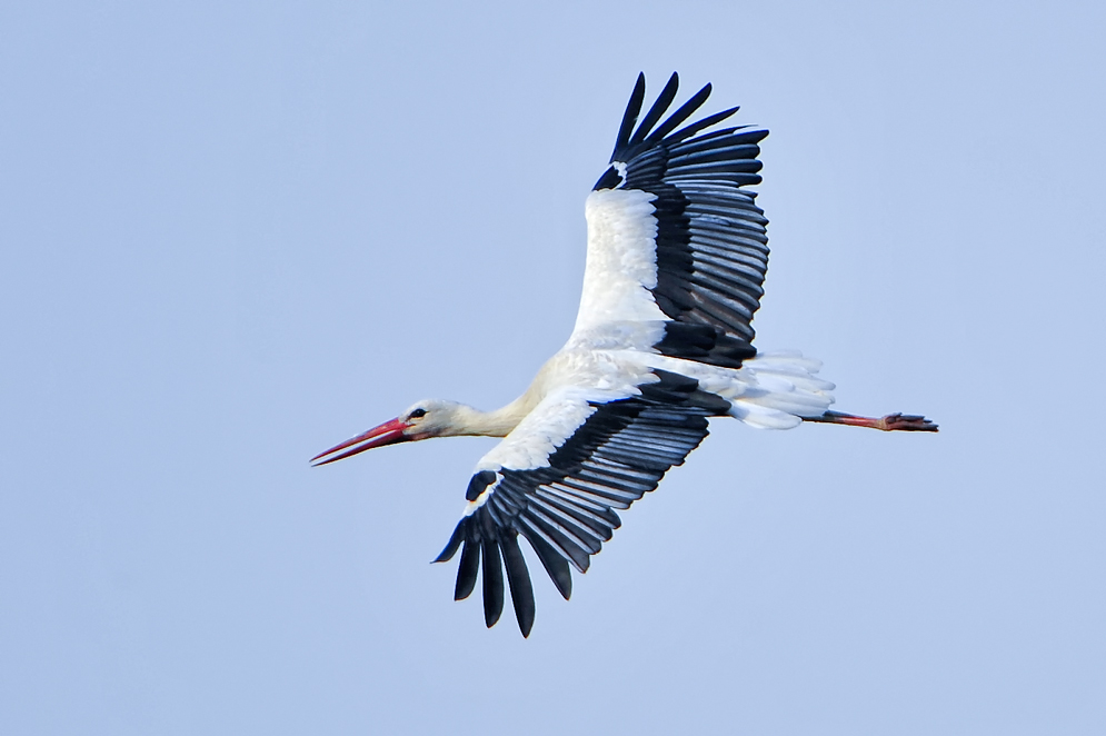 Weißstorch (Ciconia ciconia)