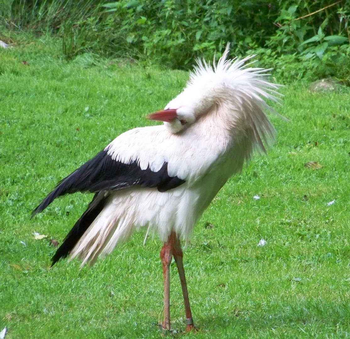 Weißstorch (Ciconia ciconia)