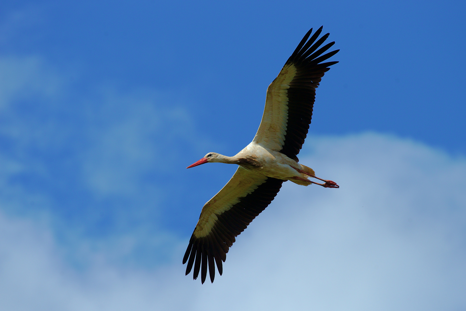 Weißstorch (Ciconia ciconia) 7