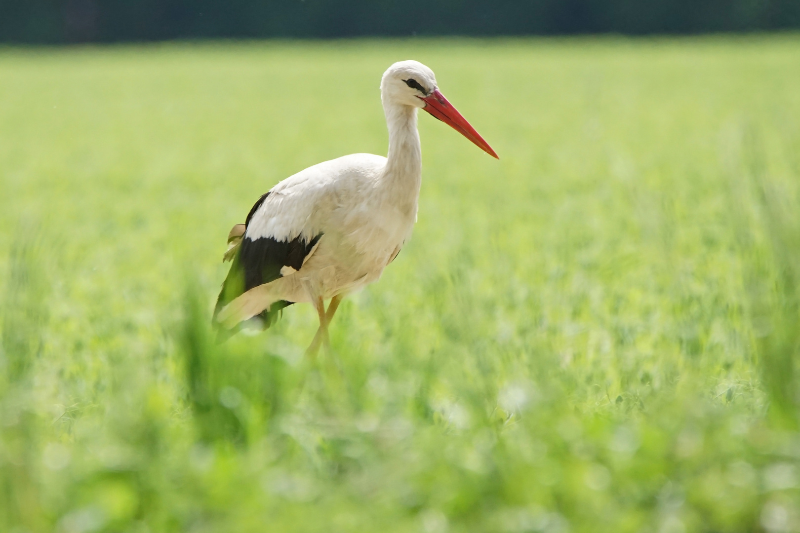 Weißstorch (Ciconia ciconia)