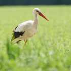 Weißstorch (Ciconia ciconia)