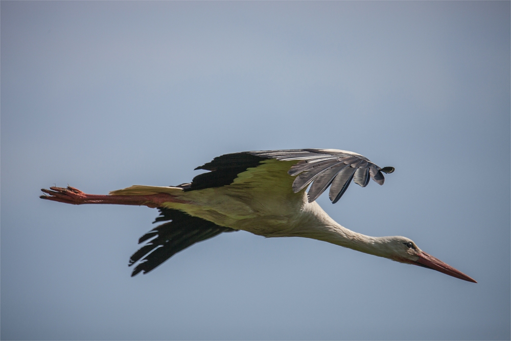 Weißstorch (Ciconia ciconia)