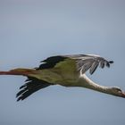 Weißstorch (Ciconia ciconia)