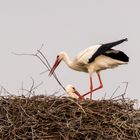 Weißstorch (Ciconia ciconia) 