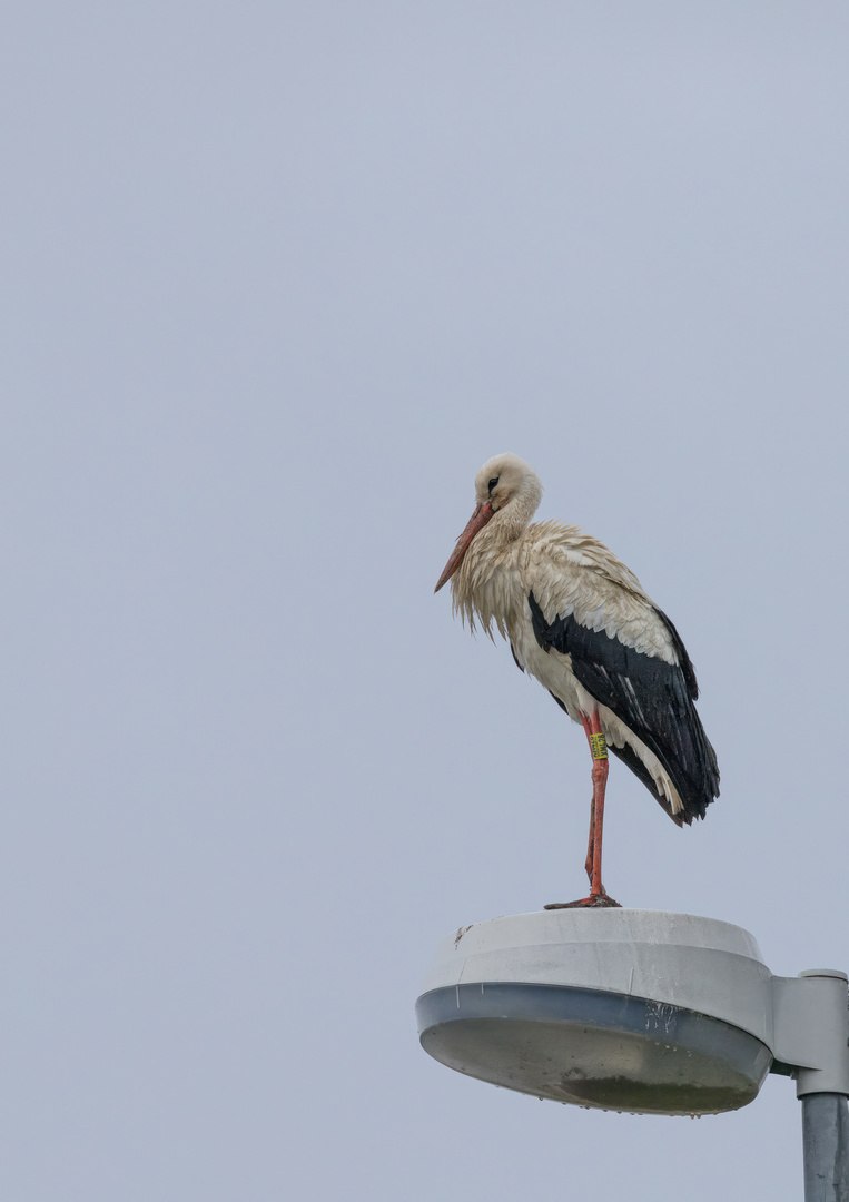 Weißstorch (Ciconia ciconia)