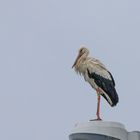 Weißstorch (Ciconia ciconia)