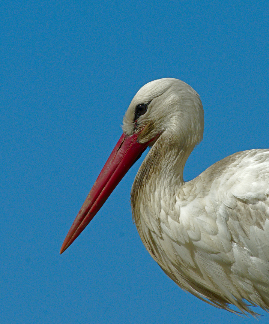 Weißstorch (Ciconia ciconia) 8