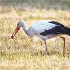 Weißstorch ( Ciconia ciconia)