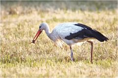 Weißstorch ( Ciconia ciconia)