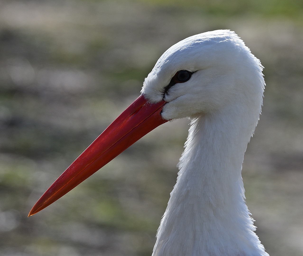 Weißstorch (Ciconia ciconia)