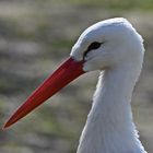 Weißstorch (Ciconia ciconia)